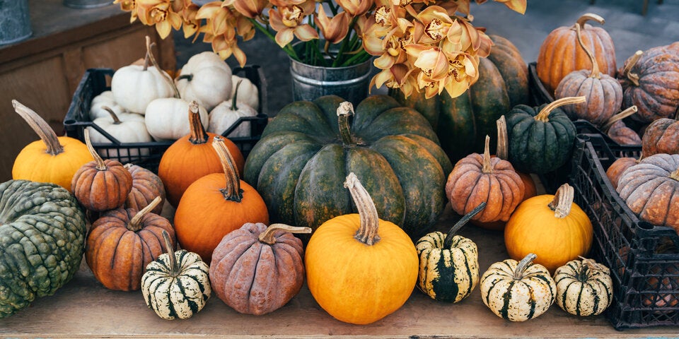 Herbstzauber pur: Die schönsten Kürbishöfe in und rund um Wien